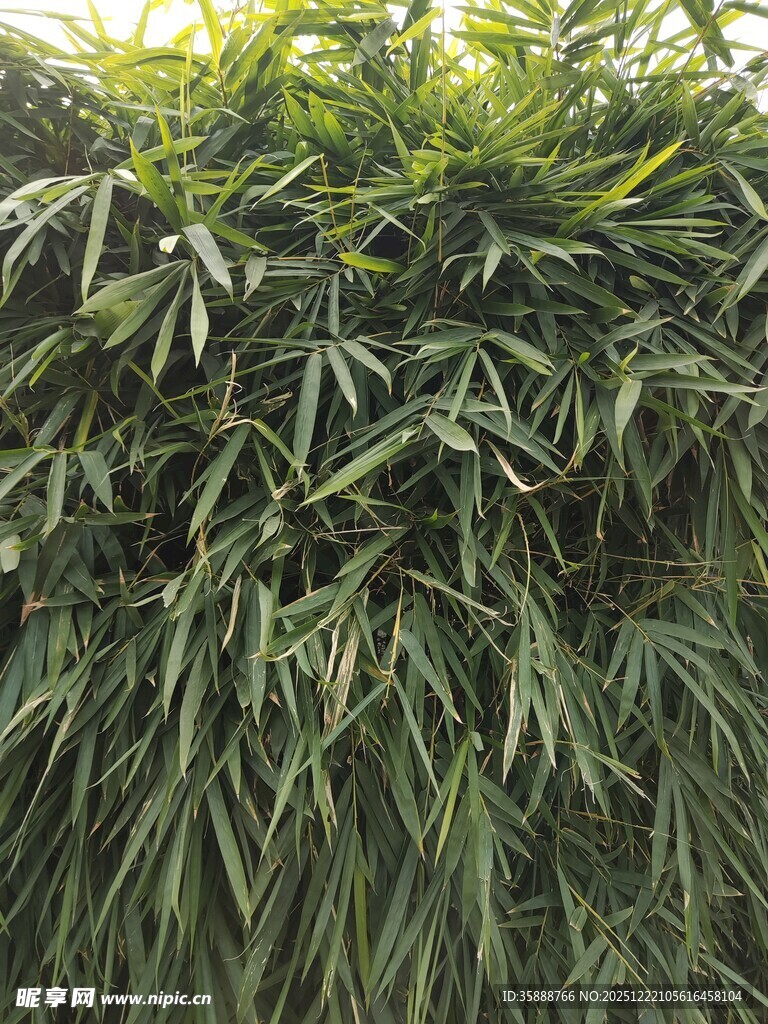 翠绿竹林景致