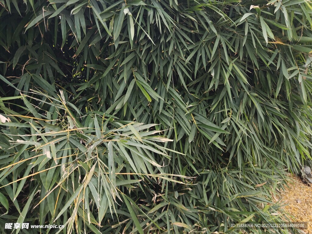 翠绿竹叶尽显自然生机