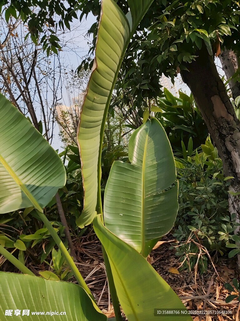 翠绿芭蕉叶自然植物景