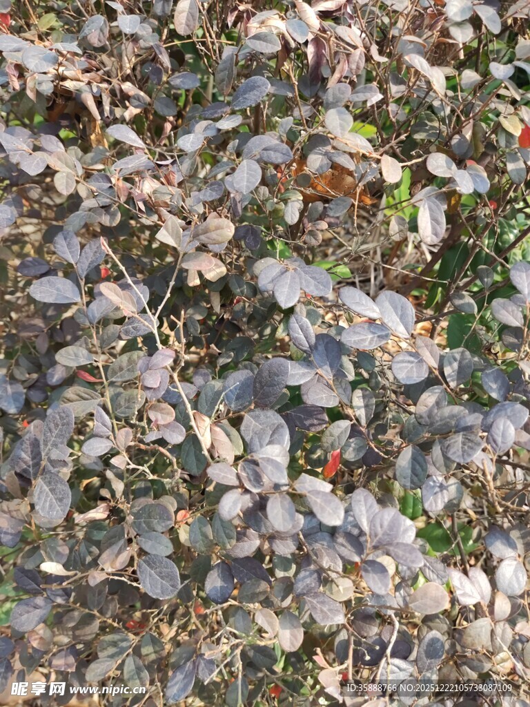 地面上的枯叶与落叶