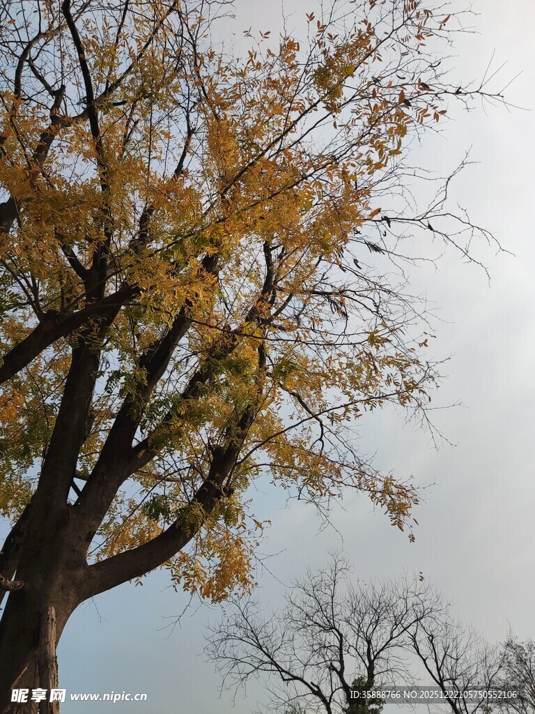 秋日银杏树枝干与黄叶
