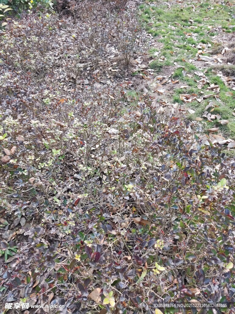 地面枯叶杂草景象