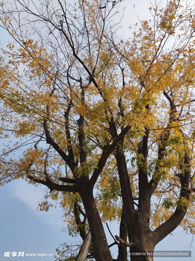 秋日银杏树枝叶染金黄