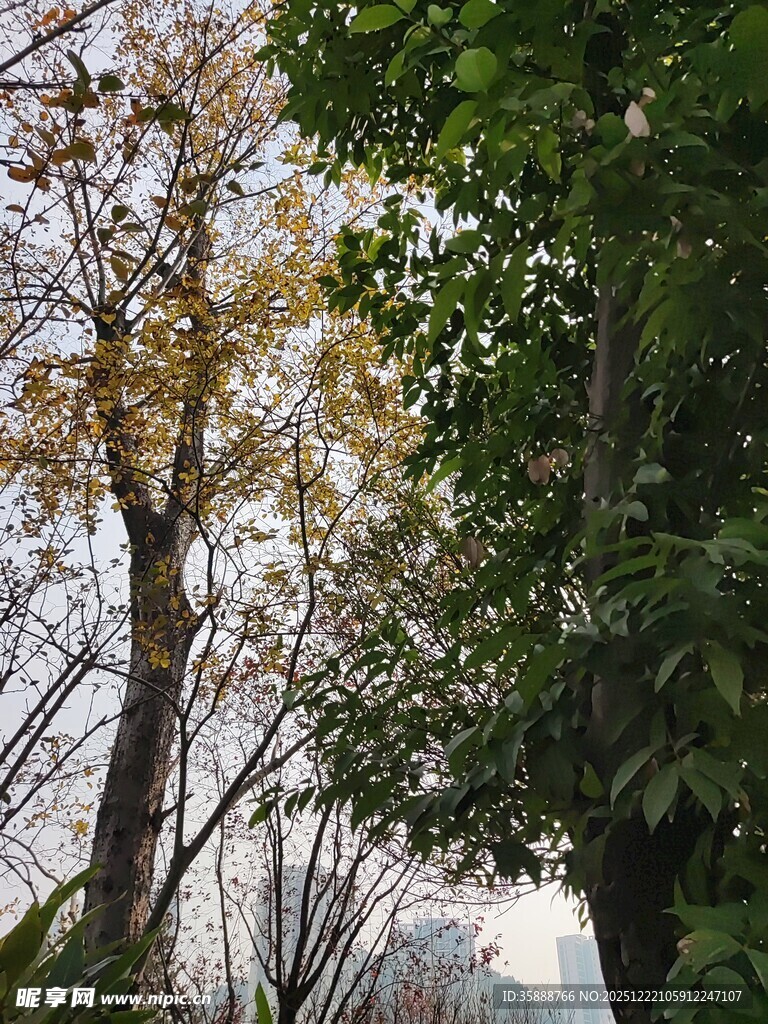 秋日树林中的多彩树冠