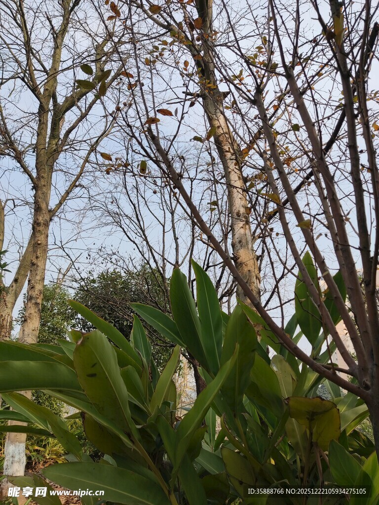 冬日枯树与翠绿植物相映