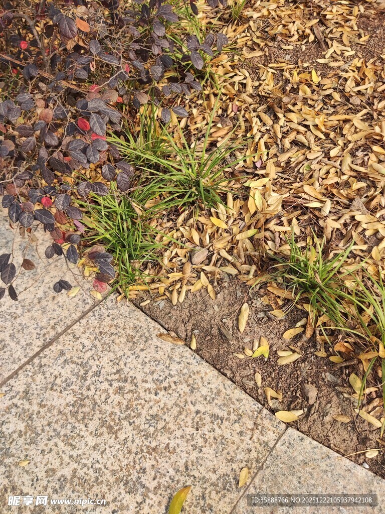 路边落叶与新生小草