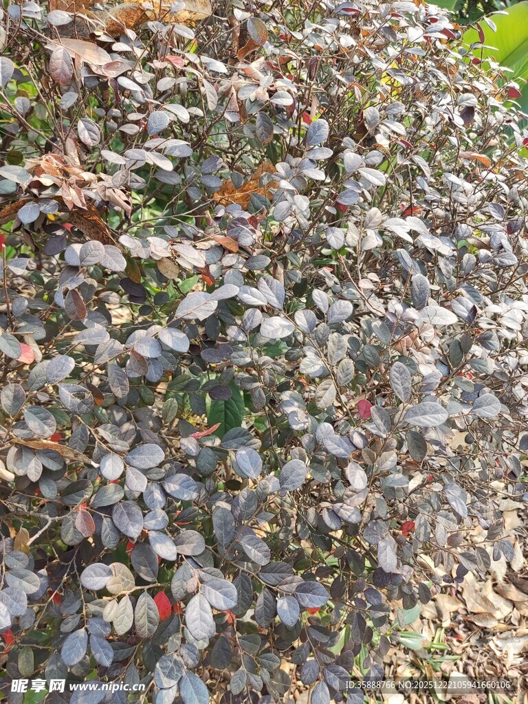 密集生长的多彩叶片植物