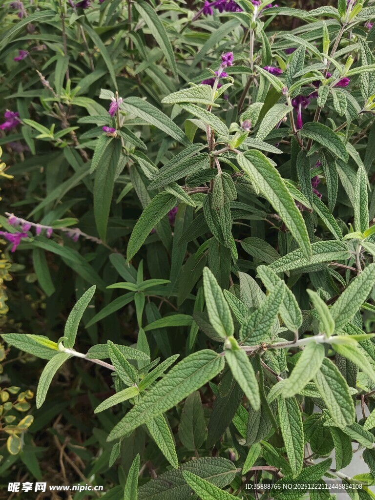 绿叶间的紫色小花植物