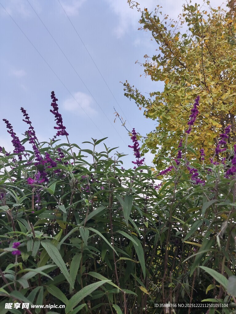 紫色花卉绽放于绿叶间