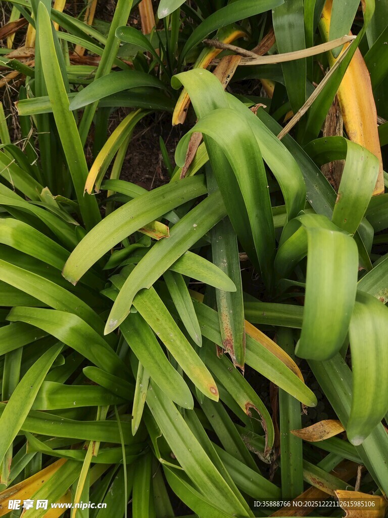 翠绿修长的植物叶片