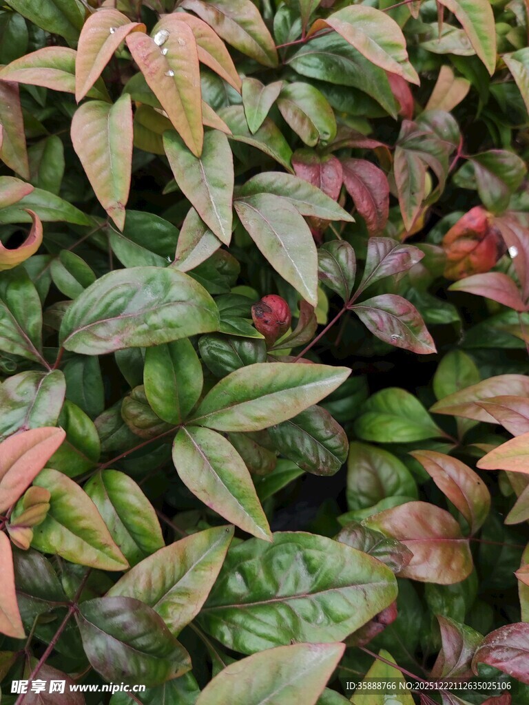 多彩叶片植物特写