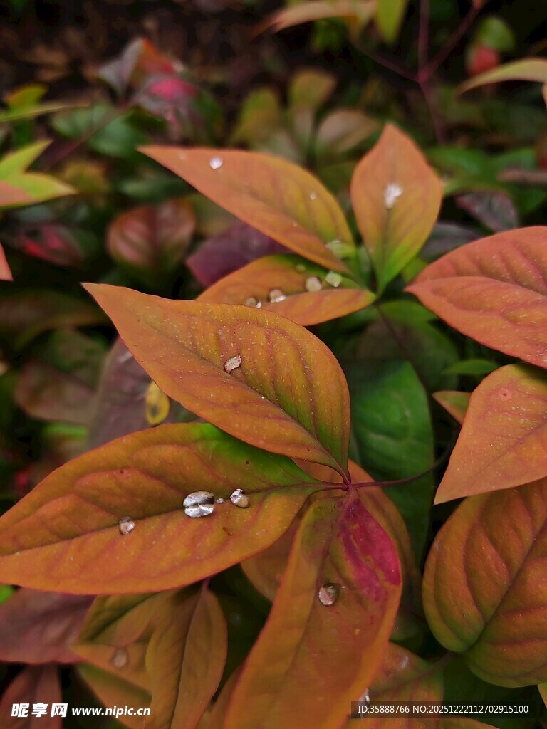 带水珠的多彩叶片植物