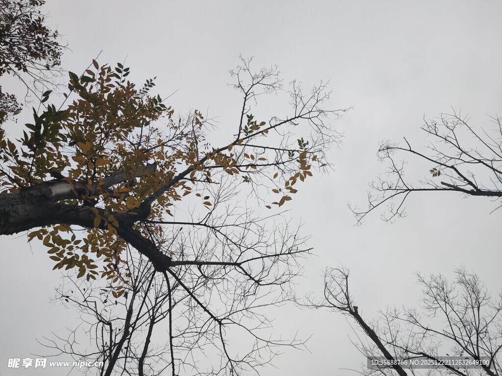 秋日枯枝尽显萧瑟之美