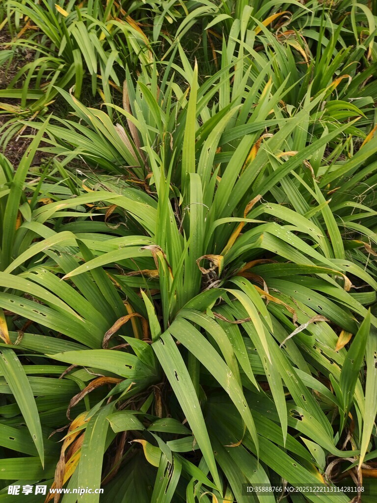 翠绿宽叶植物特写