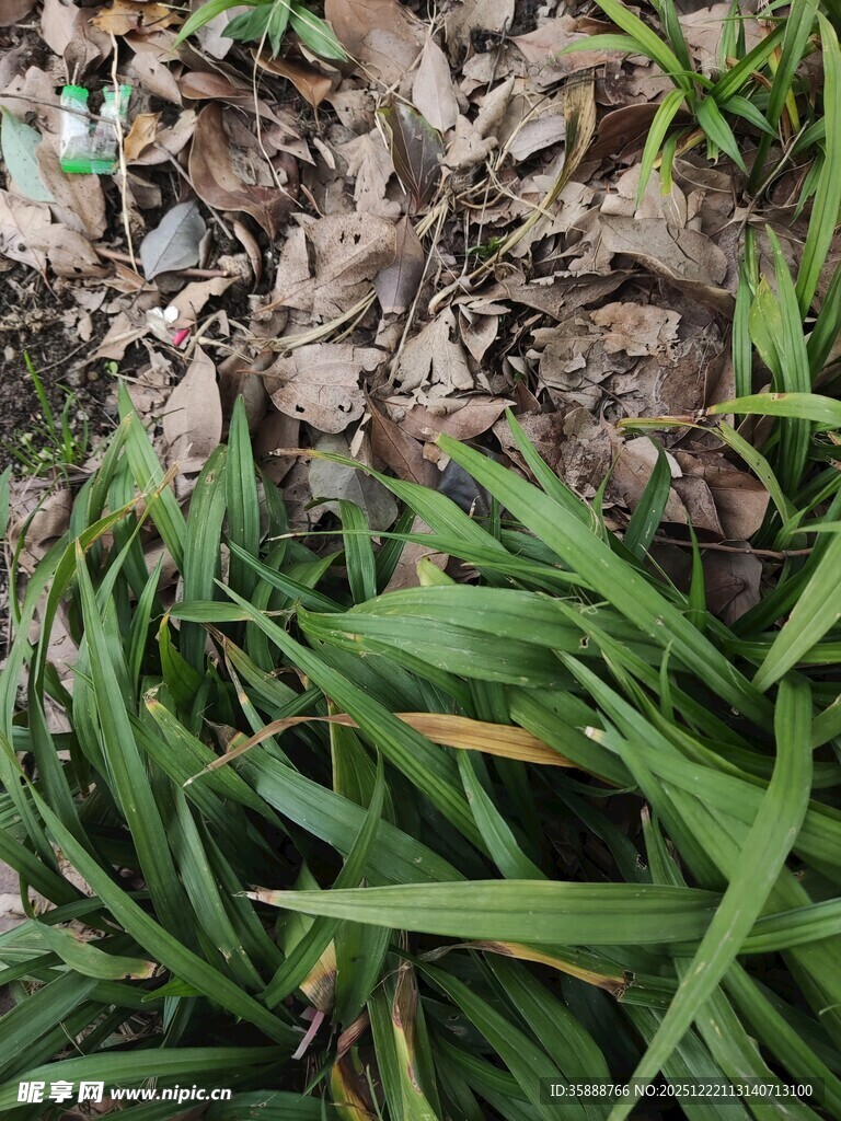 翠绿草叶与枯叶交织景象