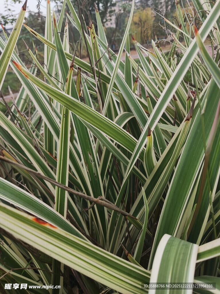 细长叶片的丛生绿植