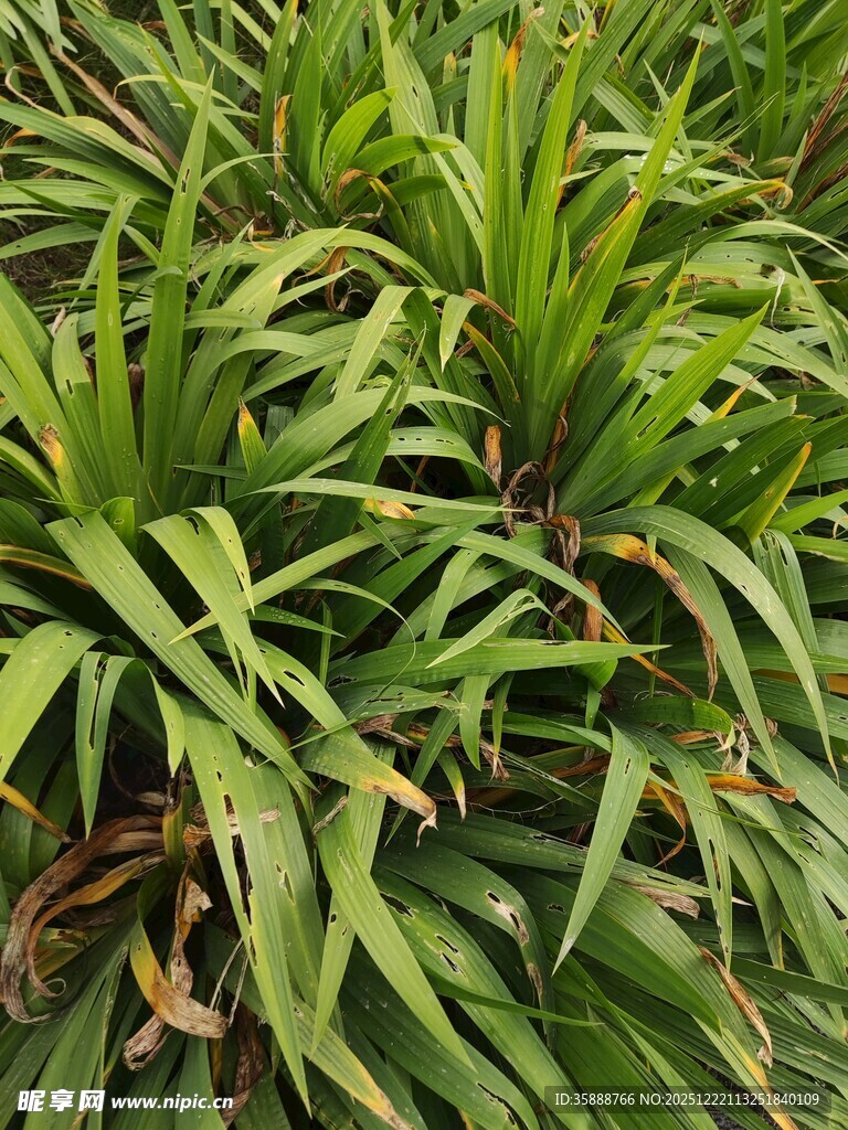 翠绿繁茂的热带植物叶片