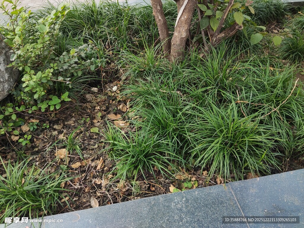 城市角落的绿植景观