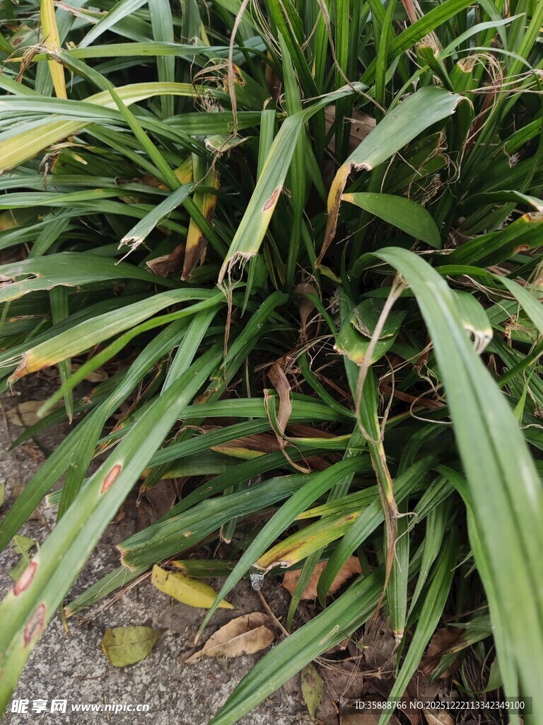 翠绿丛生的长叶植物