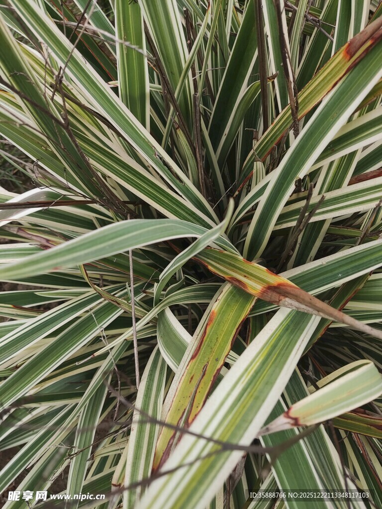 条纹叶片的绿植特写