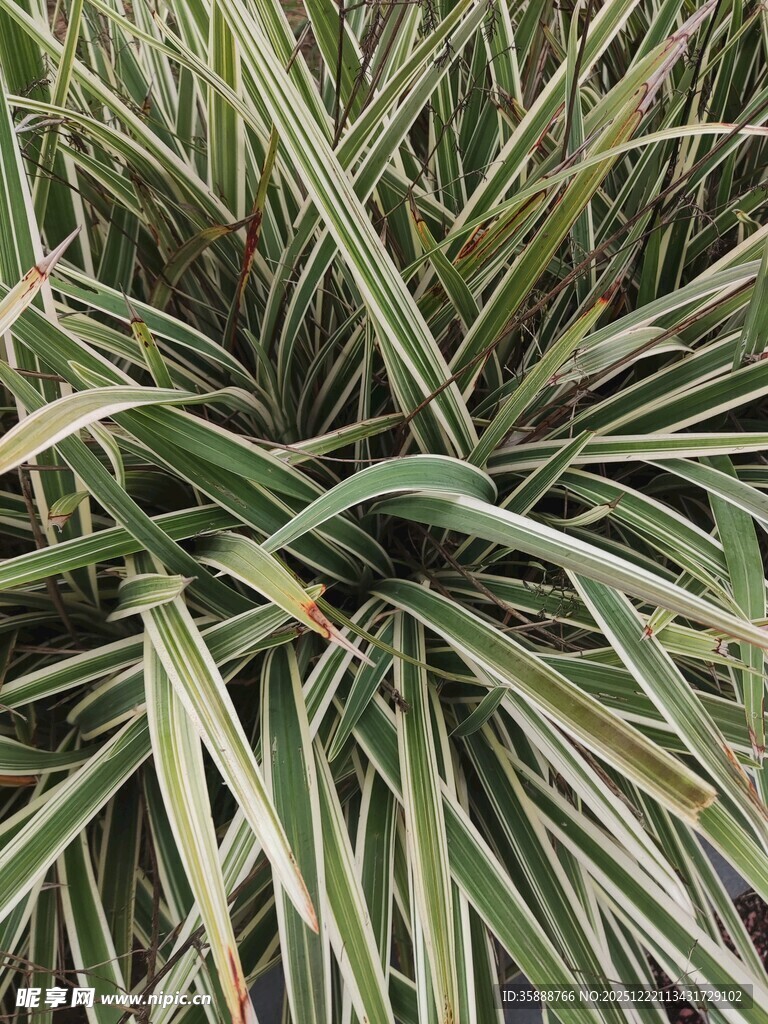 金边麦冬草特写