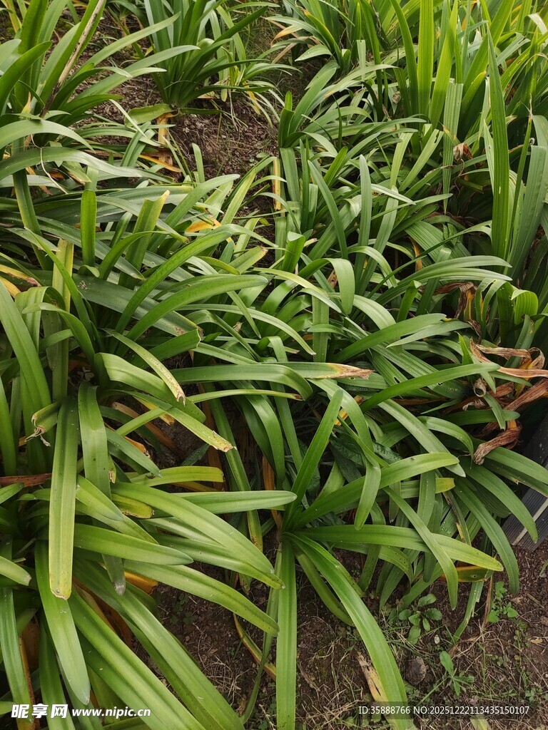 葱郁绿植叶片修长