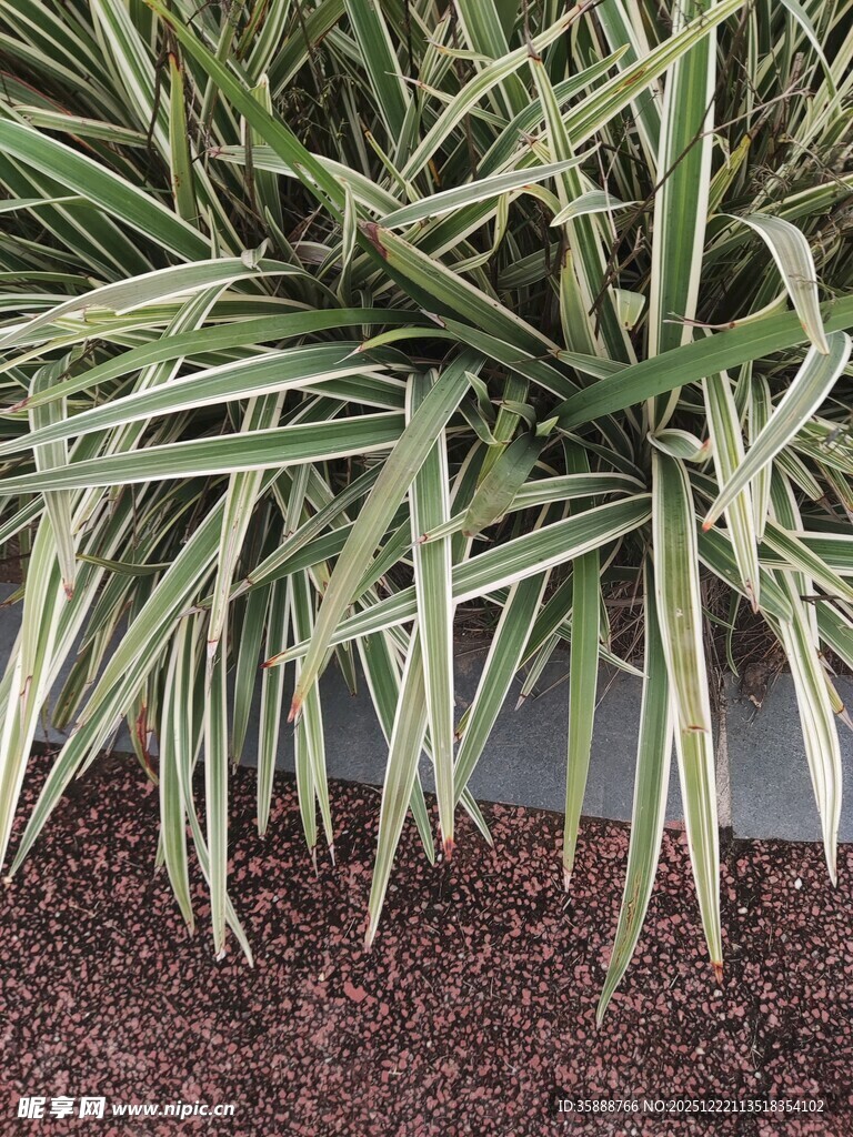 金边麦冬植物特写