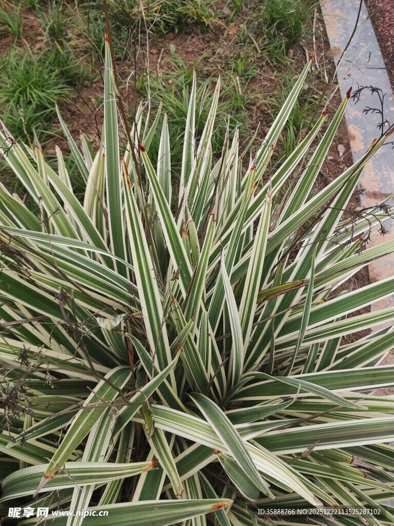 金边龙舌兰植物特写