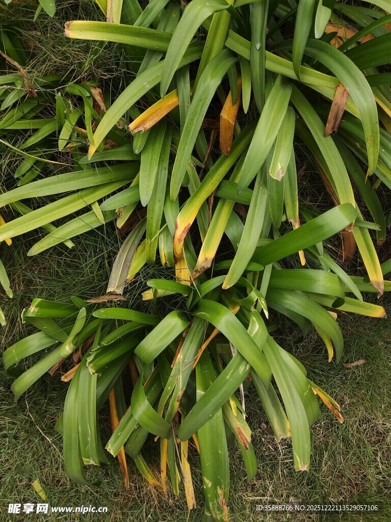 翠绿带黄边的植物叶片