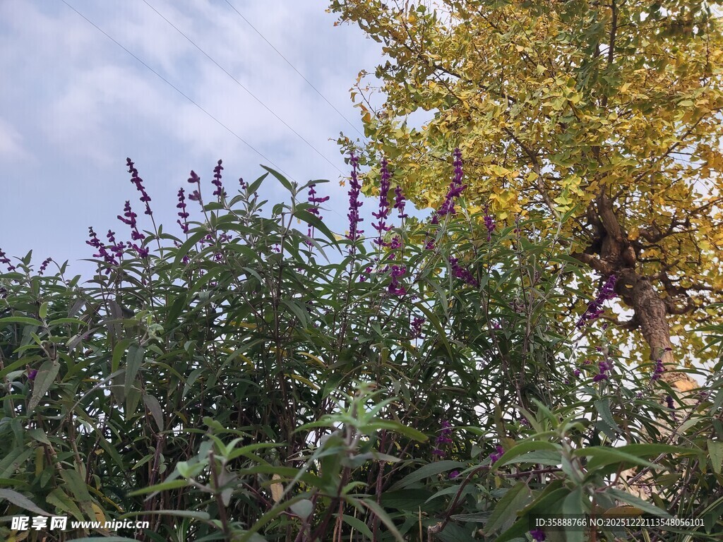 秋日繁茂植物景观