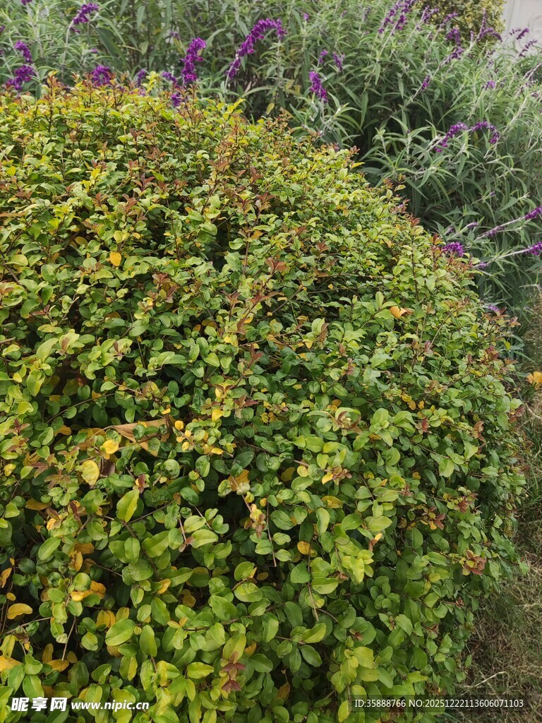 翠绿繁茂的圆形灌木景观