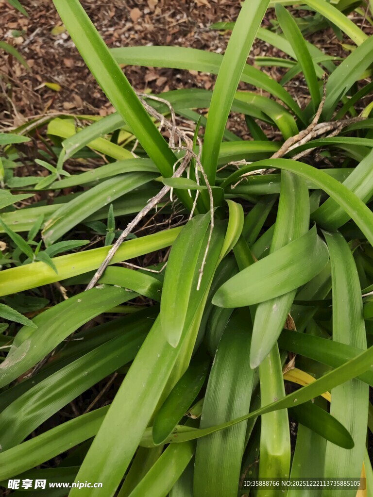 翠绿繁茂的长条状植物