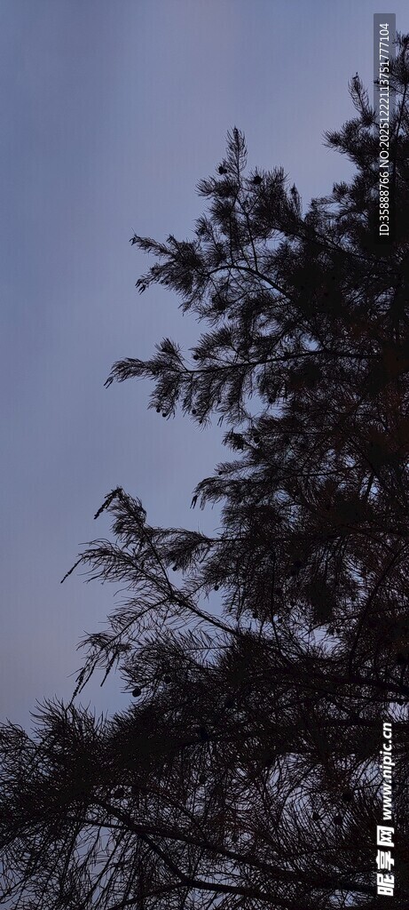 树梢剪影天色微蓝