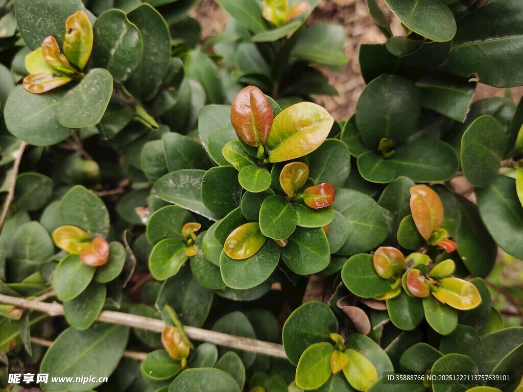 多彩叶片的绿植特写