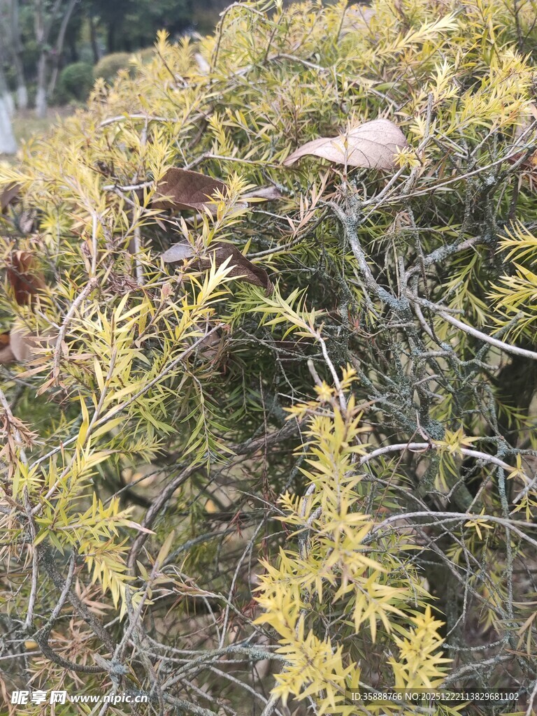枝叶繁茂的植物景观