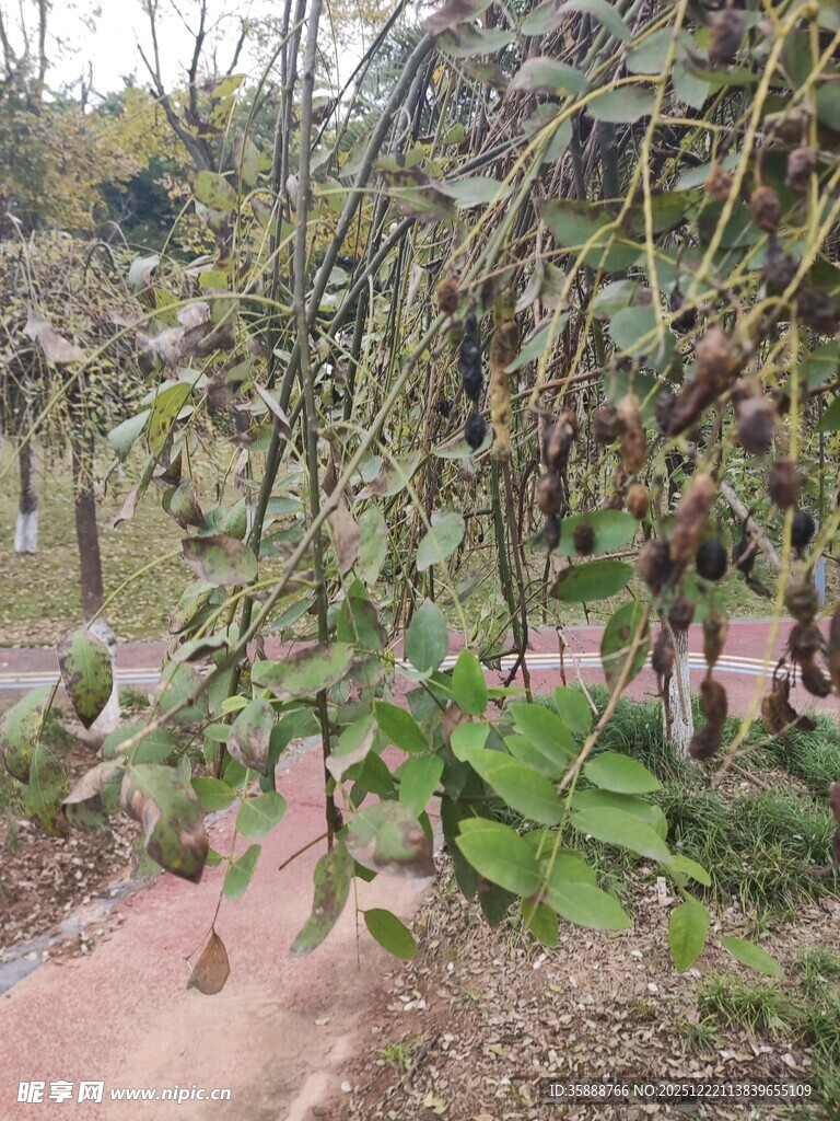 果园中繁茂的果树景象