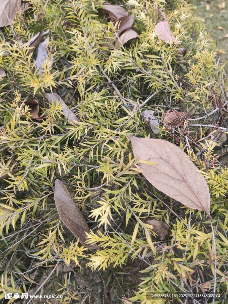 地面上的枯叶与嫩绿植物