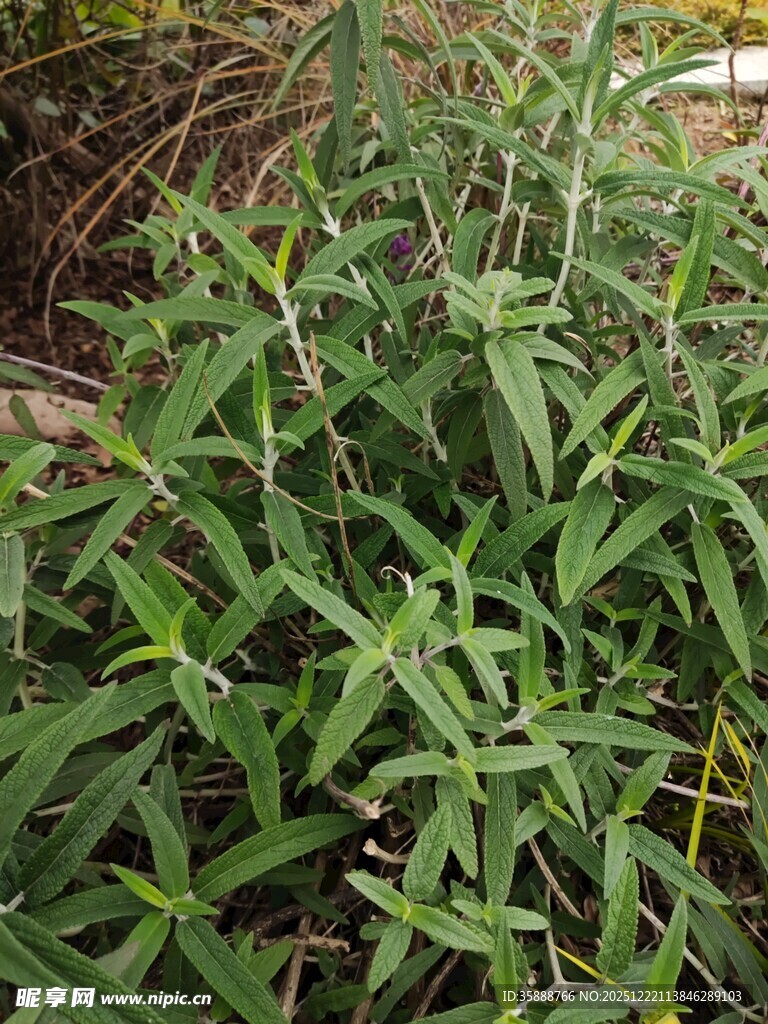 翠绿丛生植物特写