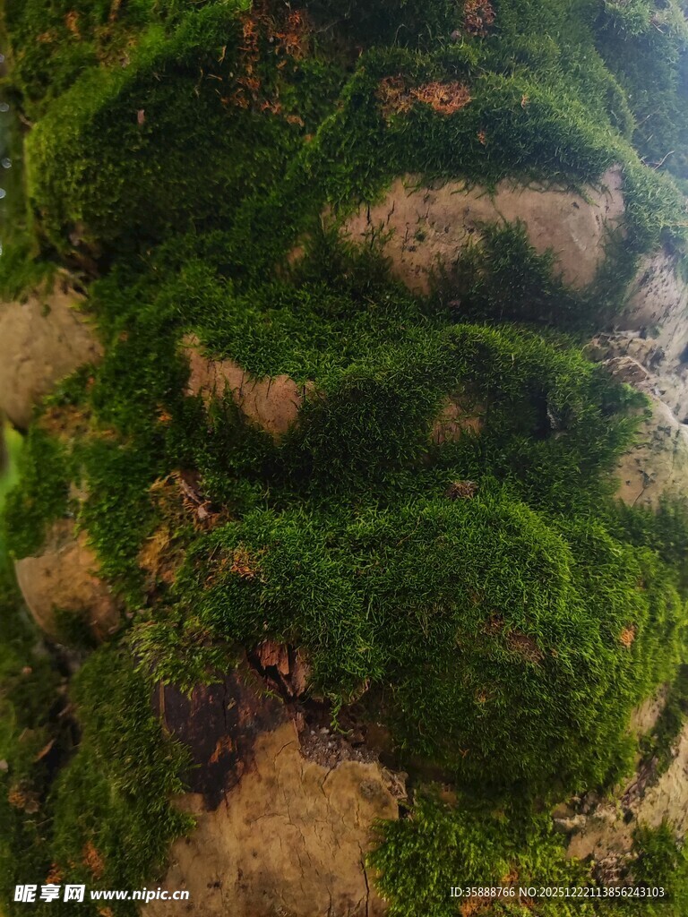 岩石上的翠绿苔藓景观