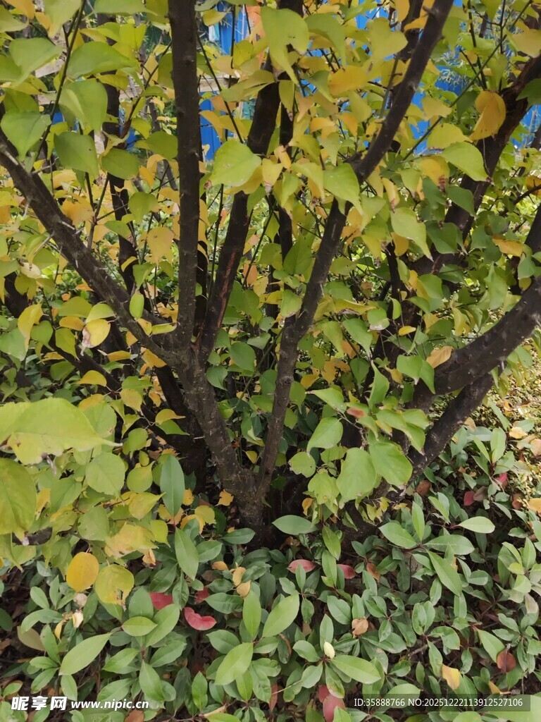 秋日繁茂的多彩植物景观