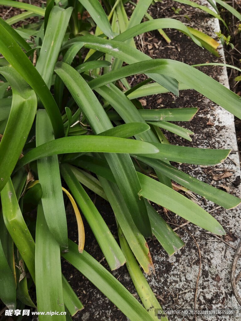 翠绿萱草植物近景