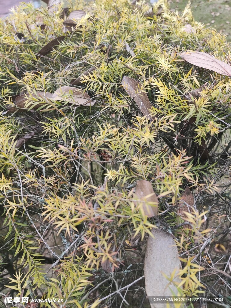 地面上的枯黄杂草与落叶