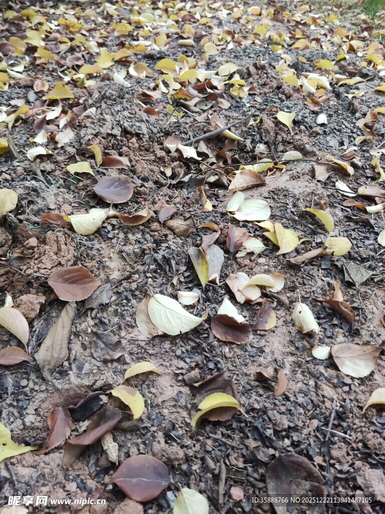 地面上的落叶景象