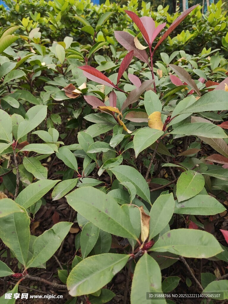 绿叶红边植物景观