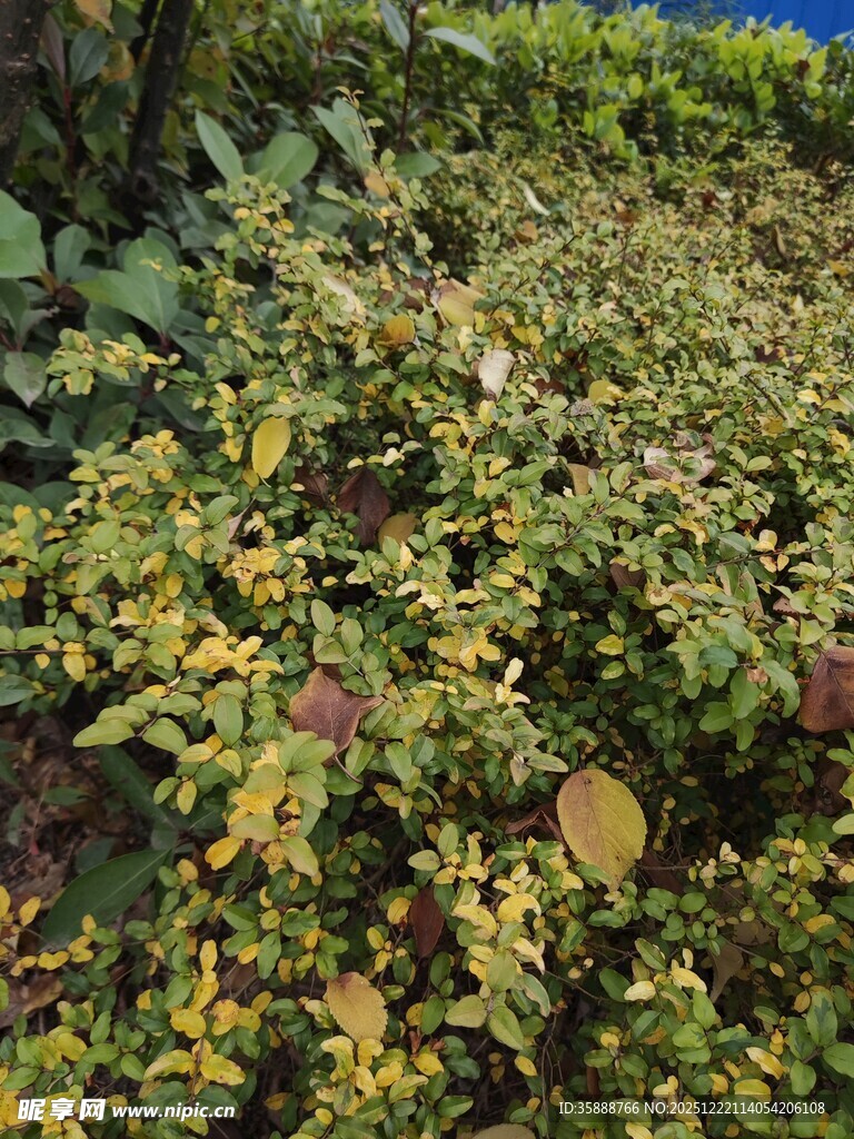 多彩繁茂的植物景观