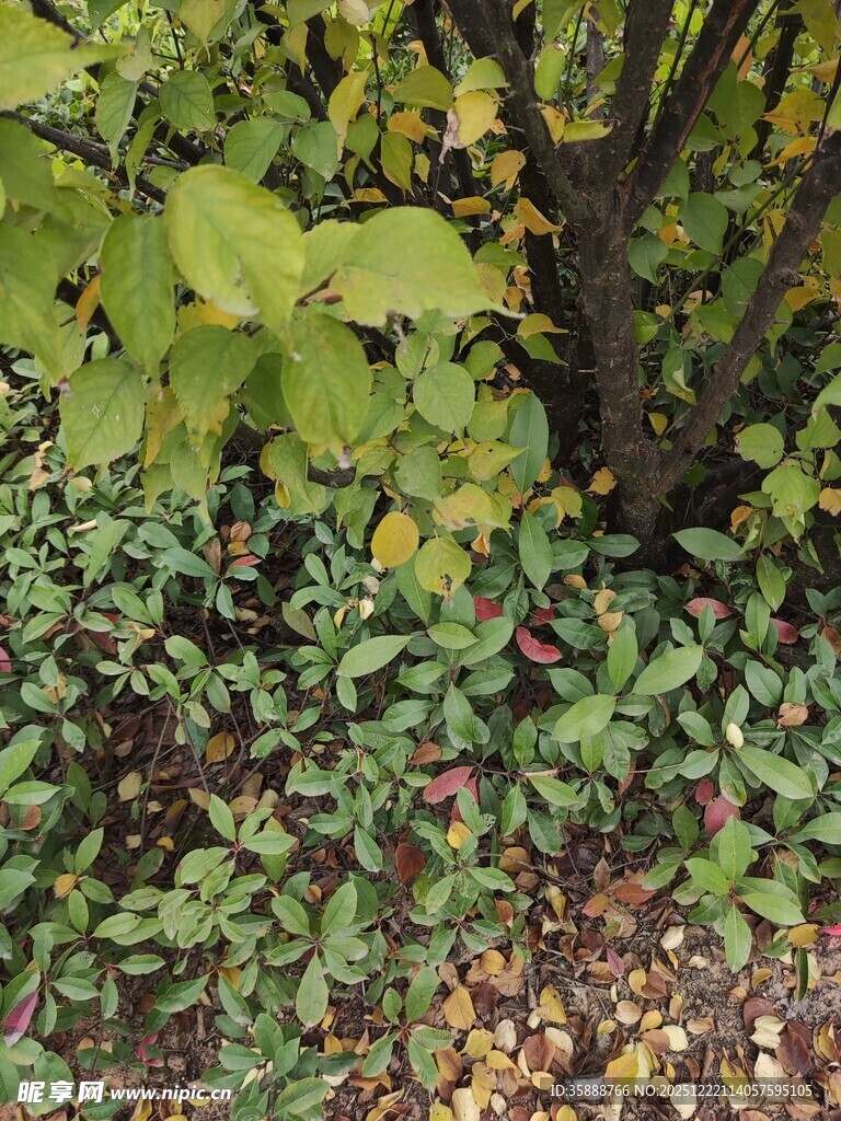 秋日林下多彩植物景观