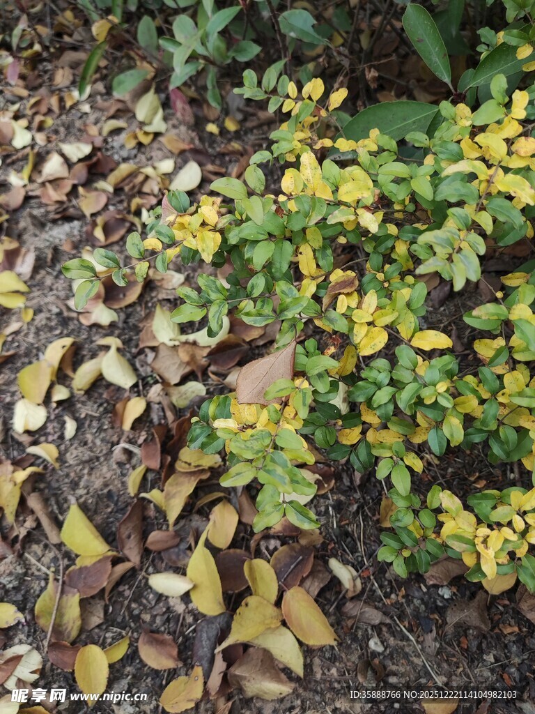 地面黄色绿植与枯叶景象