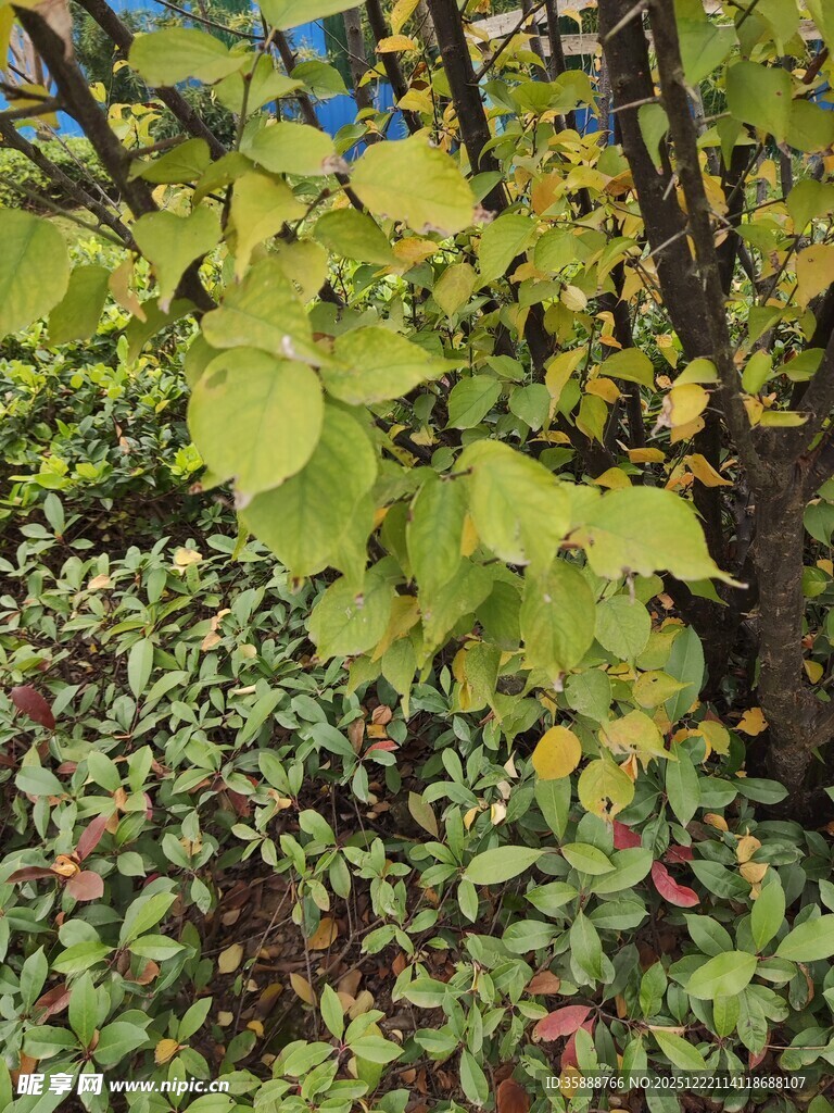 秋日多彩植物景观