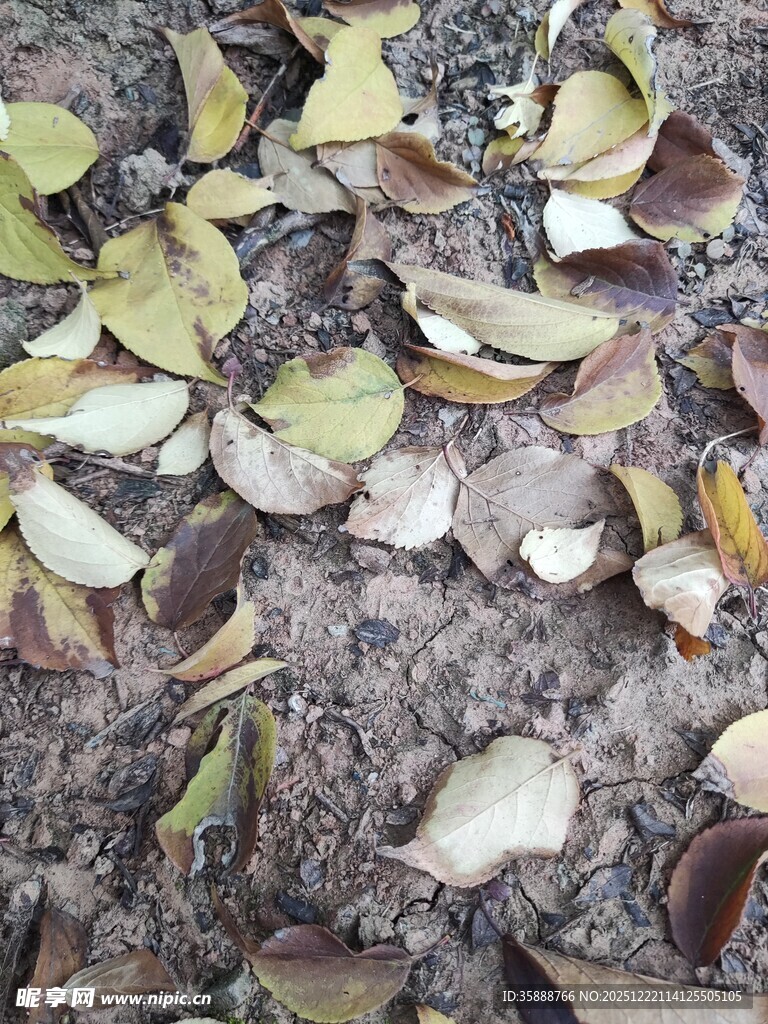 地面散落的多彩枯叶