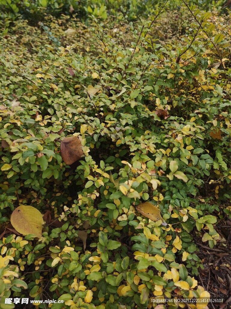 绿叶间的多彩植物景观